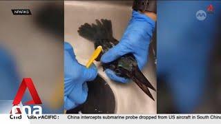 Oil spill At least 7 weeks to nurse oil-slicked kingfishers back to health says Desmond Lee
