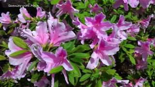 AZALEA Flower Varieties 2018  with Quotes l Serenity with Maia