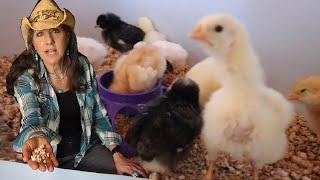 How to Raise Baby Chicks NO HEATLAMP and other tricks