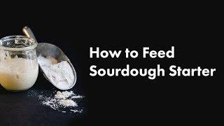 How to Feed Sourdough Starter