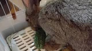 Continental Giant Rabbit Bitter melon