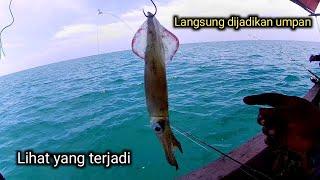 Jangan ragu kalau mancing dapet cumi langsung jadikan umpan