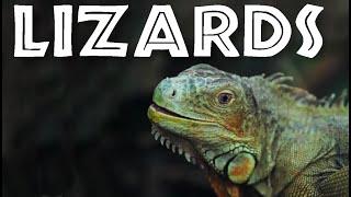 All About Lizards for Kids - Facts About Lizards for Children FreeSchool