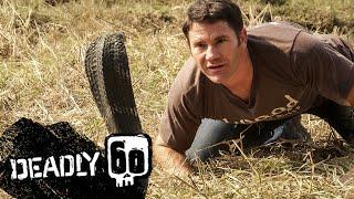 Awesome King Cobra  Deadly 60  BBC Earth Kids