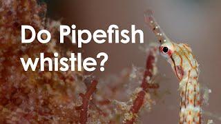 Pipefish - Meet the locals Great Barrier Reef