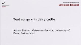 Teat surgery in dairy cattle