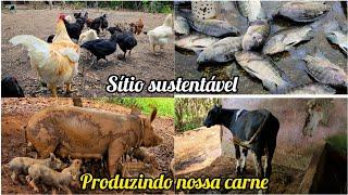 SÍTIO SUSTENTÁVEL-como  produzimos carne na roça novidades nas criações - mostrando e alimentando