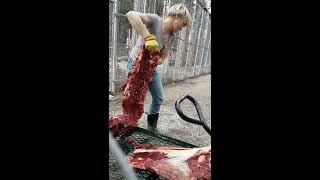 Wolves Eating a Steer for Lunch - Northern Lights Wildlife Wolf Centre Rocky Mountains Canada