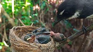 Baby bird almost died when it was given food  4 days