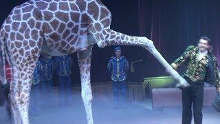 Circus. The show of different animals. Bisons kangaroos ostriches & giraffe
