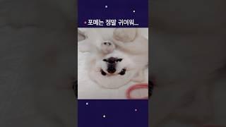 행성이는 정말 귀여워 #dog #강아지