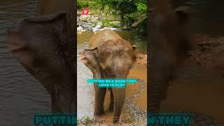 Elephant Song for Kids - Fun Animated Cartoon Sing-Along with CoCo Kids and Tales #kidssongs