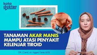 TANAMAN AKAR MANIS MAMPU ATASI PENYAKIT KELENJAR TIROID  KATA DOKTER