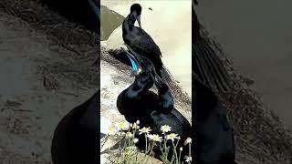 Brandts Cormorants grunt #shorts #animals #birds