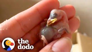 Tiny Bald Baby Birds Get So Fluffy And Fly Back To The Wild  The Dodo Little But Fierce