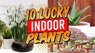 10 Lucky Indoor Plants for Home