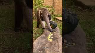 Amazing Facts About Giant Anteaters  #shorts