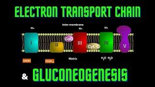 USMLE Step 1 - Lesson 58 - Electron Transport Chain and Gluconeogenesis