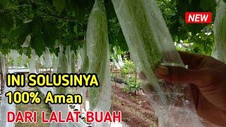 Cara Agar Pare Terhindar Sengatan Lalat Buah 100% Aman