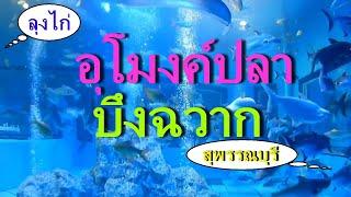 เดินเที่ยวอุโมงค์ปลาบึงฉวาก สุพรรณบุรี