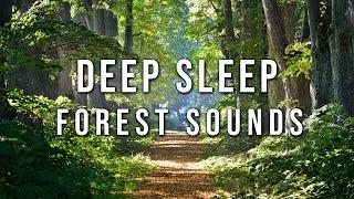 Forest Ambience White Noise  Deep Sleep Study Relax  12 Hours