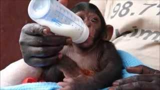 Adorable baby chimp at sanctuary drinks milk from a bottle