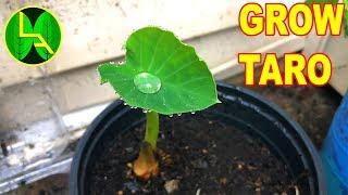 How to grow amazing taro plant at home ?