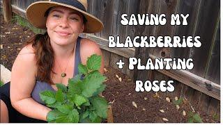 Saving my Blackberry Hedge + Planting My First Rose 