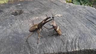 Cyclommatus montanellus - Stag Beetle  Hirschkäfer