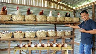 My 1 Hectare Farm of Free-range chickens & Ducks Brilliant Ideas for Raising Free-Range Animals