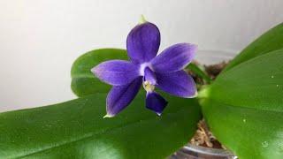 兰花-蓝荧光蝴蝶兰 香味非常浓郁的原生种蝴蝶兰 phal. violacea indigo