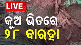 Live  କୂଅରେ ଫସିଛନ୍ତି ବାରହା  Wild Boars Fall into Abandoned Well in Keonjhar  Odisha TV  OTV