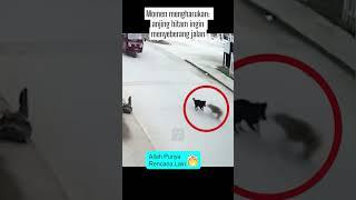 Momen mengharukan  anjing hitam ingin menyeberang jalan