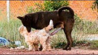 Dogs Technique To Mating Puppy For Love Success With Safe and Sound  Dogs mating  CC
