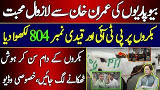 Exclusive Video Merchants Love for Imran Khan - Wrote Prisoner Number 804 on Goat  Nadir Baloch