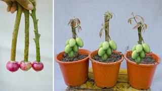 Amazing Natural propagate mango tree from cuttings Using Red onion natural rooting 100 %success