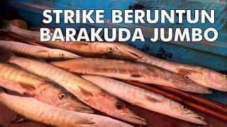 Pesta strike BARAKUDA berukuran jumbo