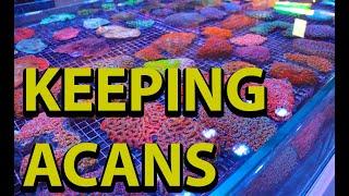 The Secret To Keeping Acan Corals