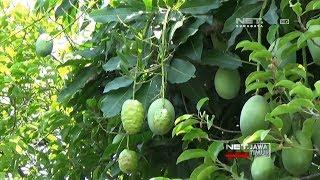 NET. JATIM - POHON MANGGA BERBUAH MENGKUDU MENGHEBOHKAN WARGA