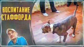 Шести месячный Стаффорд ТайсонВоспитание-правилаграницызапреты