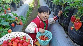 Kyo Petik Strawberry Dapat Banyak