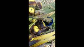 How to Extract Palm Juice in Kampong Speu Cambodia