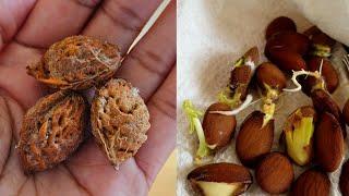 How to germinate peach seeds without cold stratification