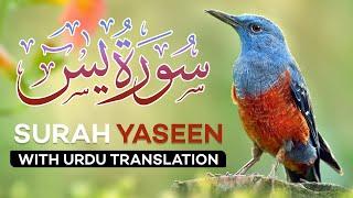 Surah Yasin  Yaseen  with Urdu Translation  Quran Tilawat Beautiful Voice  Hindi Tarjuma
