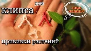 Клипсы для прививки растений Какую выбрать?? Сбор семян лагенарии