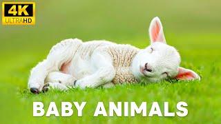 Baby Animals 4K 60FPS - Exploring The World Of Fun Lucky Cute Animals With Gentle Relaxing Music