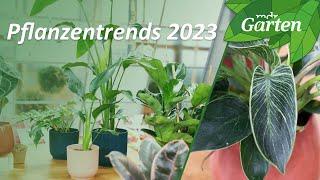 Urban Jungle Zimmerpflanzentrends für 2023  MDR Garten