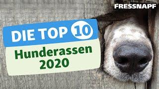 Top 10 Hunderassen 2020 - Die beliebtesten Hunderassen in Deutschland