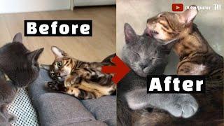 6 Tips to Introduce Cats FASTER With NO Isolation