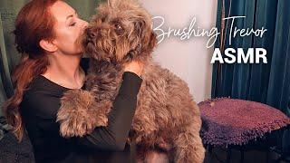 ASMR Dog Brushing  Trevor  Grooming Sounds & Cuddles